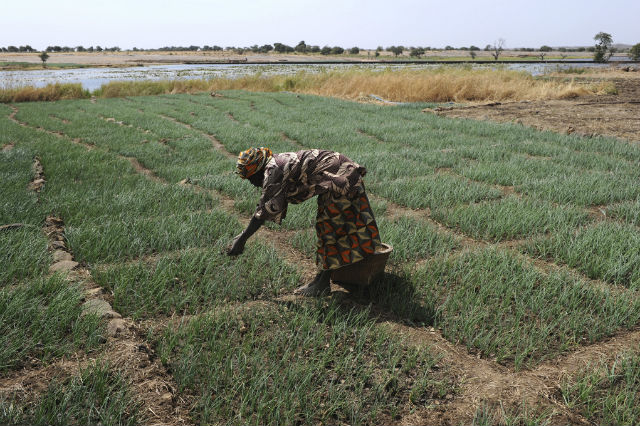Agricoltura in Africa
